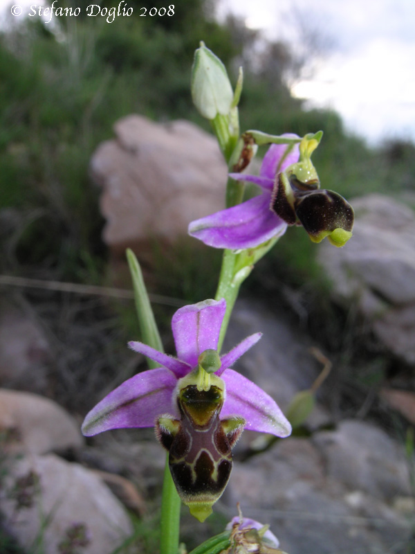 orchidee della Sierra de Guara (Spagna)